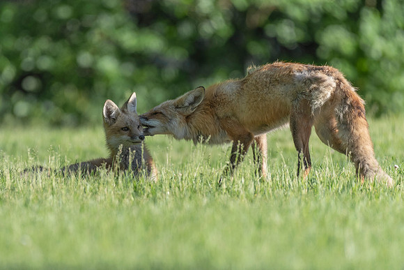 More Grooming