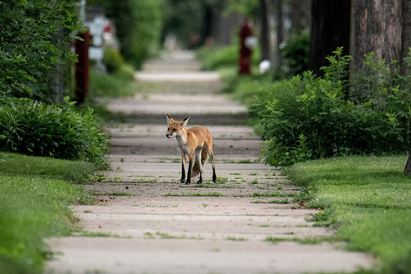 Sidewalk Fox