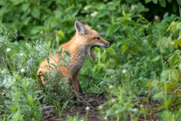 Yawn