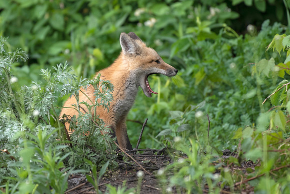 Yawn