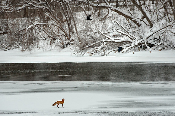 Fox and Crows