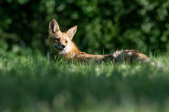 Foxy Mama