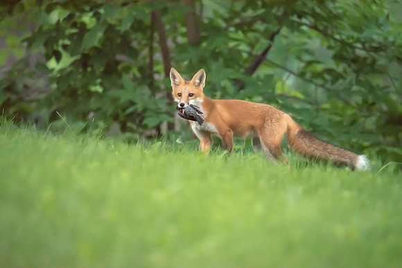 Fox with Robin