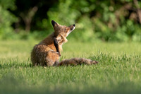 Scratching