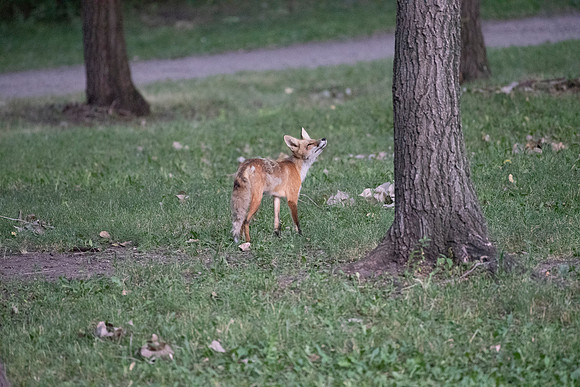 Squirrel!