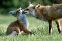 Mother's Love with Fang