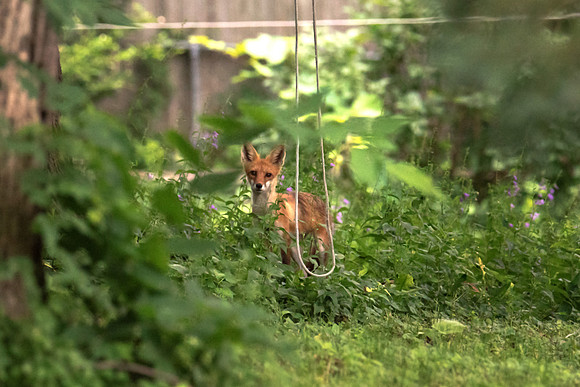 Fox and Hammock Cord