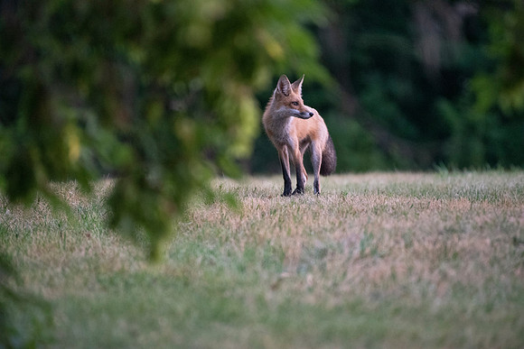 Also Hunting