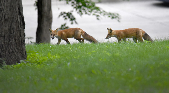 Northeast Foxes