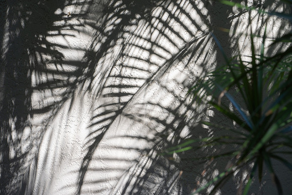 DSC_5884