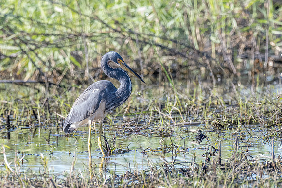 DSC_6350 copy