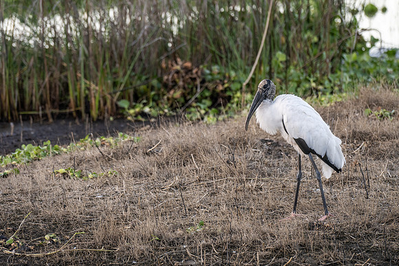 DSC_7288