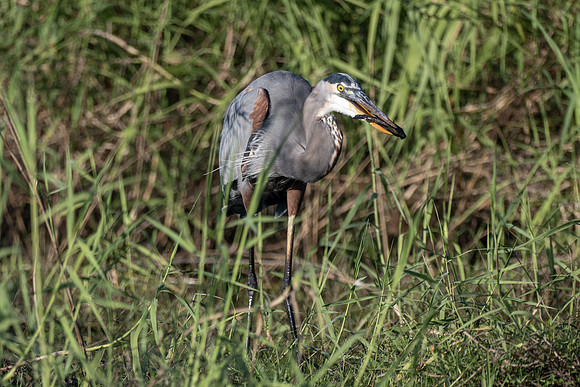 DSC_7091