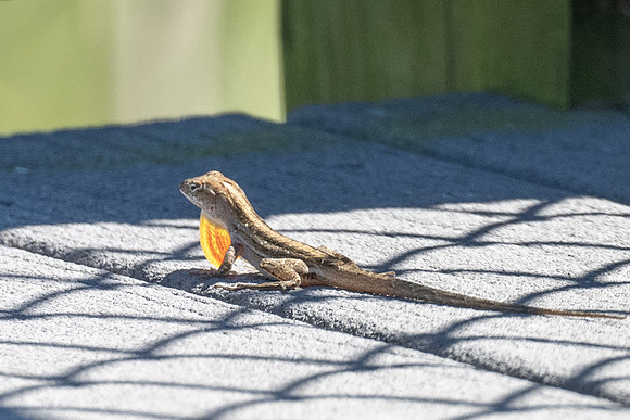 DSC_7920