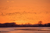 Sandhill Crane Sunset