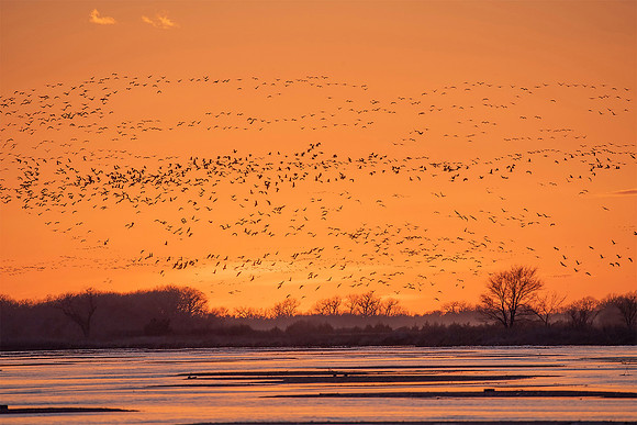 Sandhill Crane Sunset