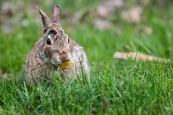 Classic Rabbit & Dandelion