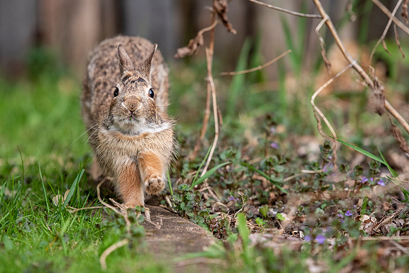 Bunny Yoga