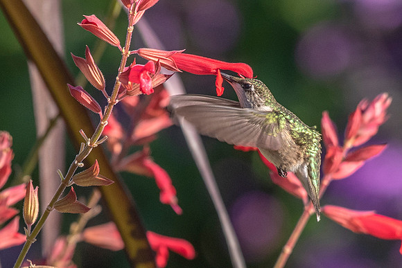 Hummingbird and salvia