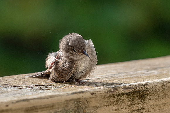 Itchy Floofball