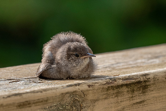 Floofball