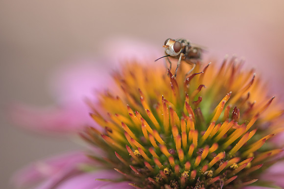 Brown-eyed Bee-fly