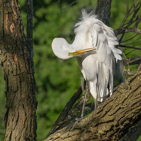 Egret Preening