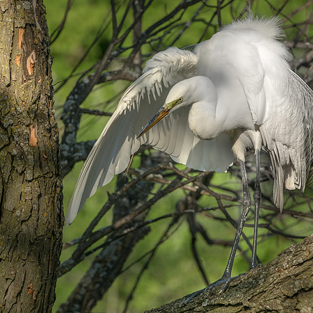 Plumage Potpourri