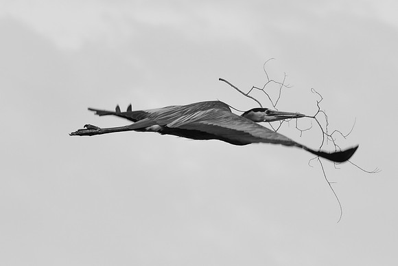 Branched Branch