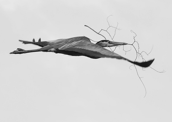 Branched Branch