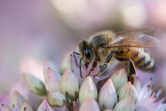 Bee on Sedum