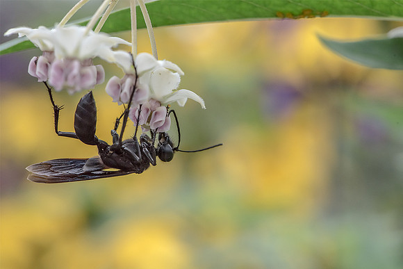 Great Black Wasp, Longfellow Gardens
