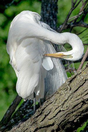 Egret Bent to Left