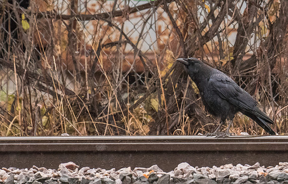 On the Rails 2