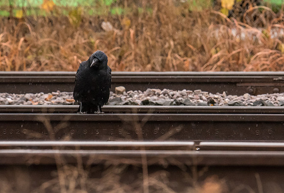 On The Rails 1