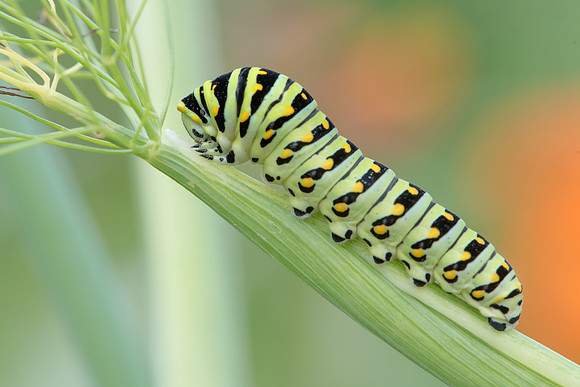 Black Swallowtail Caterpillar on Fennel