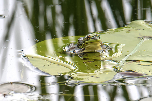 Frog and Reflection