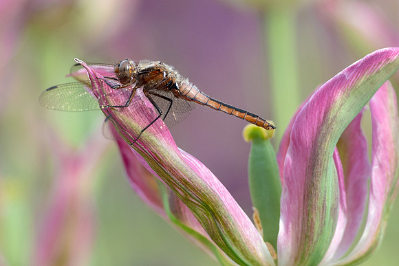 Dragonfly on Spent Tulip