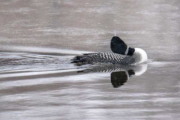 Loon Reflection