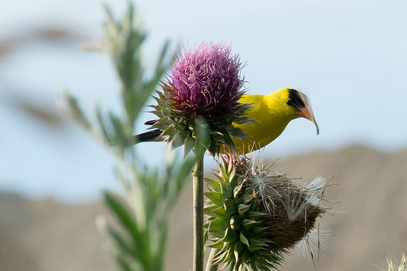 Masked (Goldfinch on Thistle)