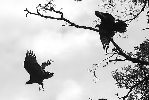 Two Vultures