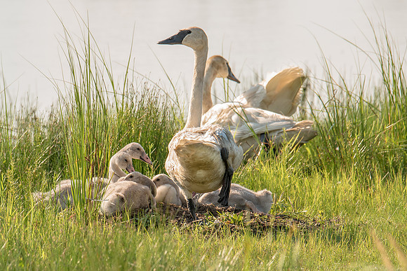 Swan Family