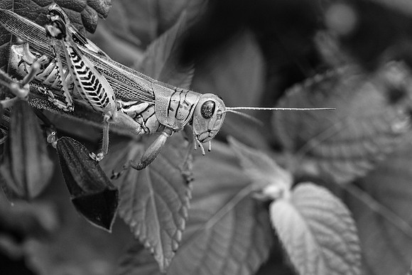 Venturing Forth B&W