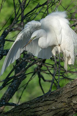 Plumage Potpourri