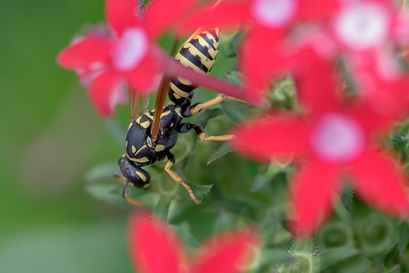 Wasp on Red Flower