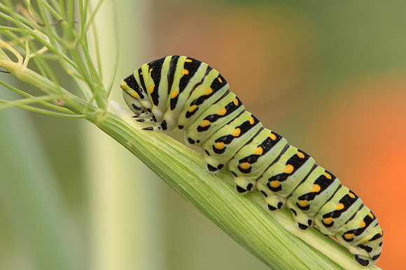 Eastern Swallowtail Caterpillar
