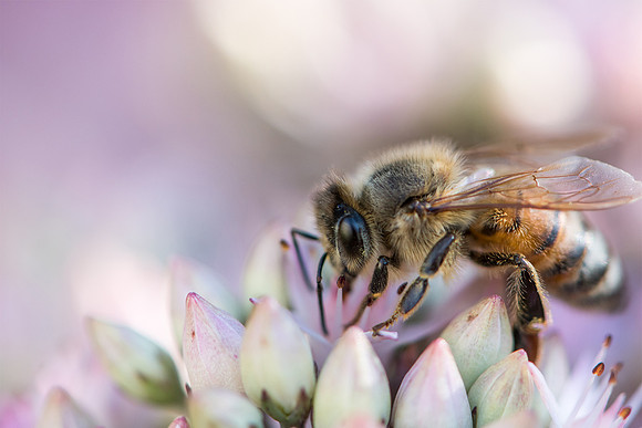 Bee on Sedum
