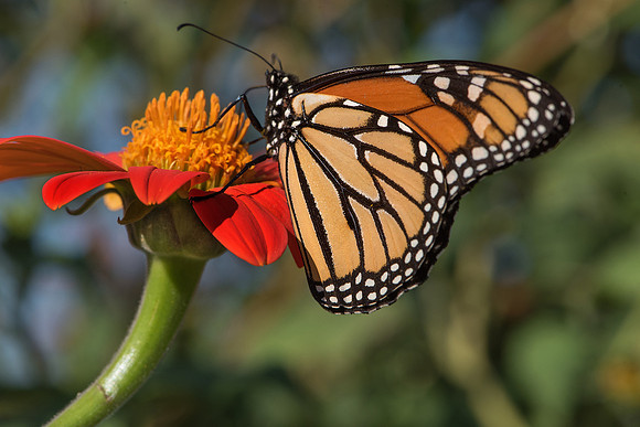 Monarch on Mexican Sunflower