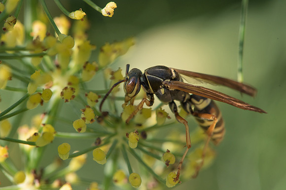 Brown-eyed Wasp