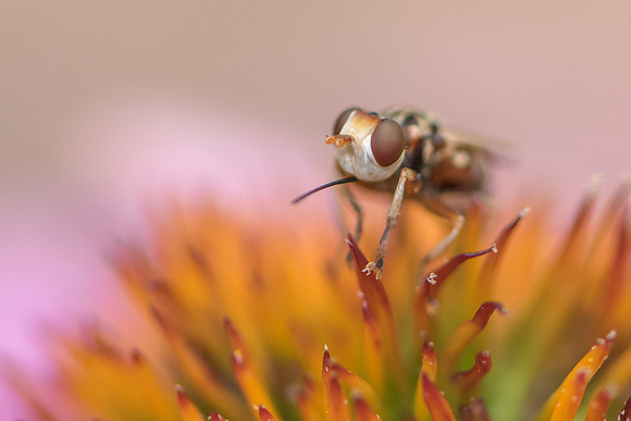 Brown-eyed Bee-Fly